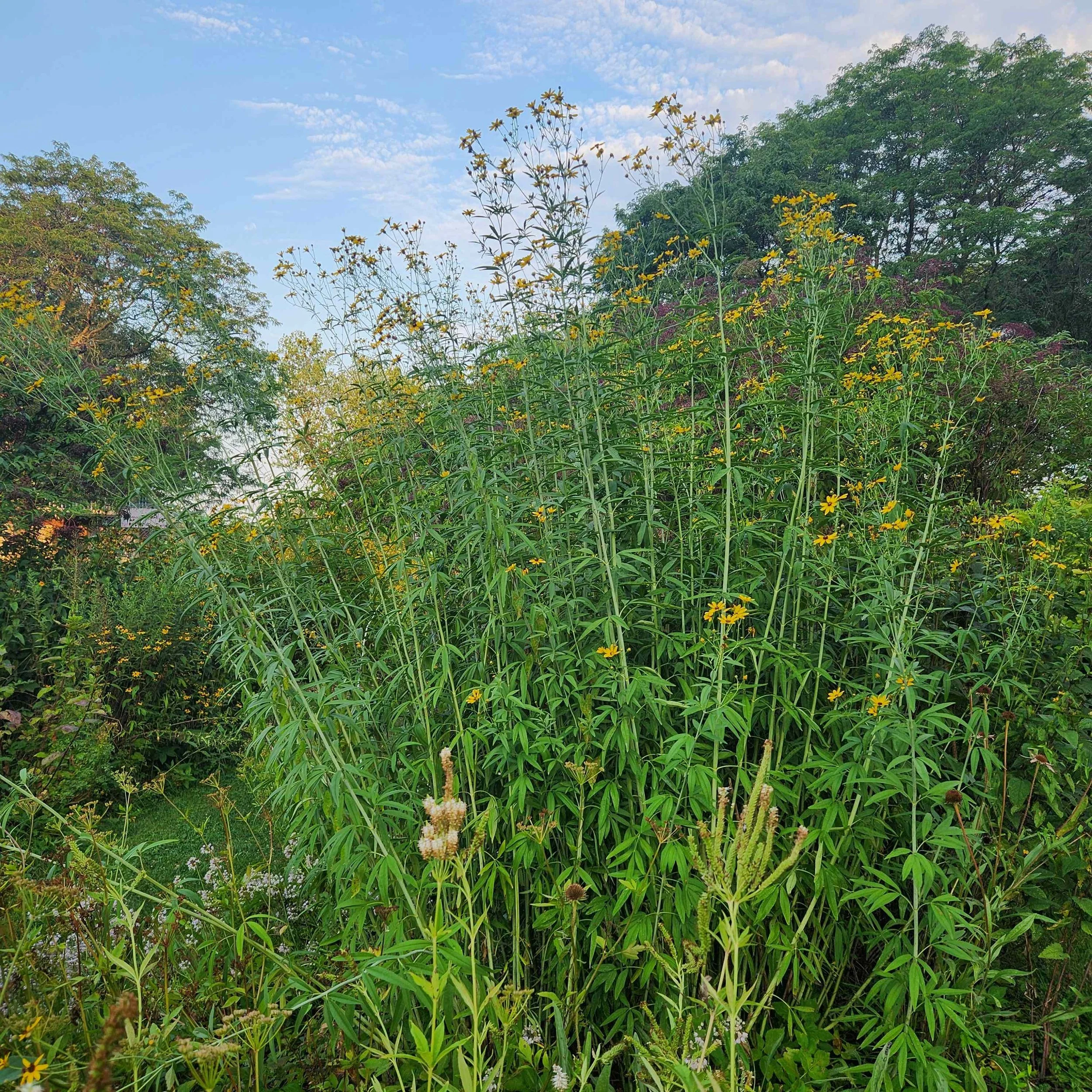 Coreopsis tripteris, Tall Coreopsis — Detroit Abloom